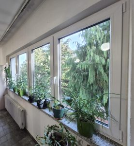 Okna w bibliotece. Na parapecie stoją kwiaty zielone