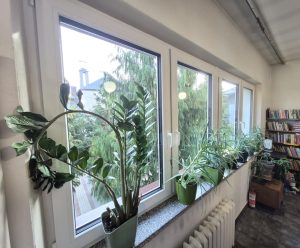 Okna w bibliotece. Na parapecie stoją kwiaty zielone